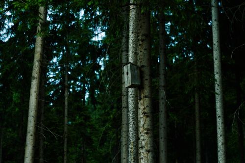 trees plant forest