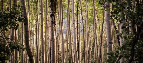 trees plant nature