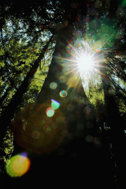 trees plant dark