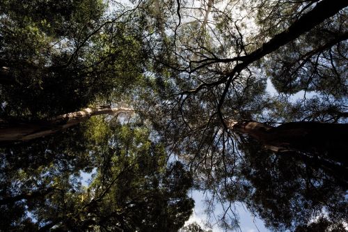 trees plant nature