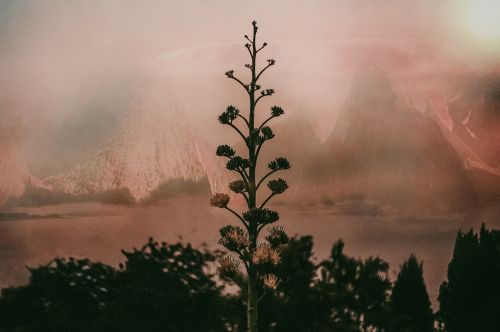 trees plants flower