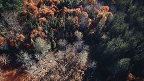 trees plants nature