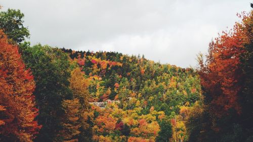 trees plants nature