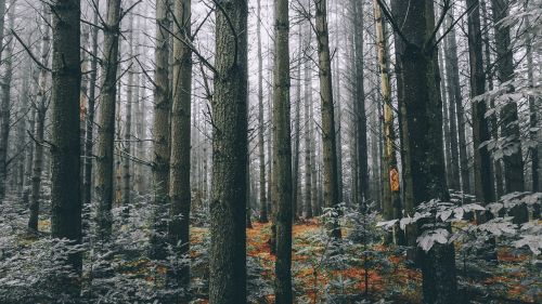 trees forest plants