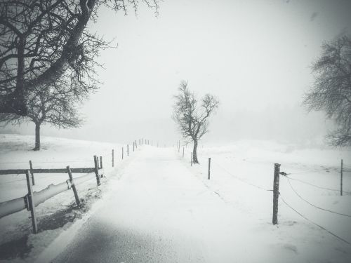 trees path road