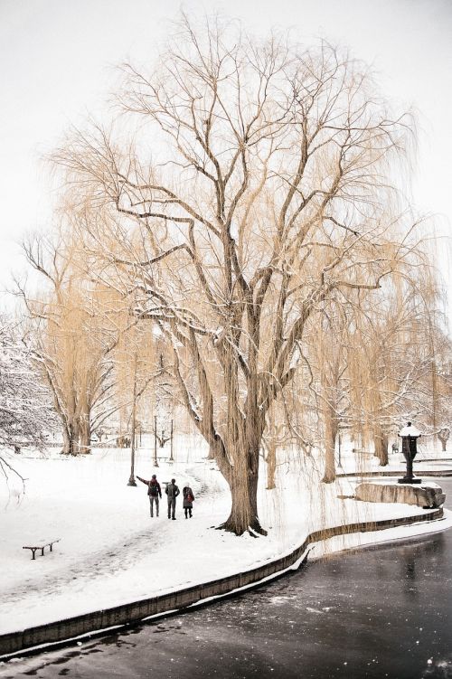 trees bench snow