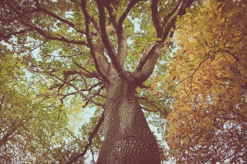 trees branches leaves