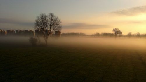 trees buildings fog