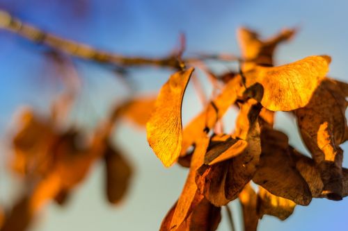 trees leaves autumn