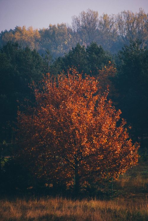 trees forest woods