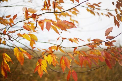 trees leaves autumn