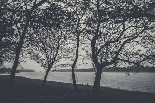 trees branches lake