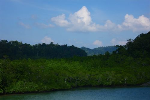 trees water blue