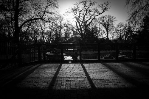 trees fence cobblestone