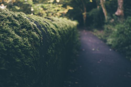 trees shrubs path