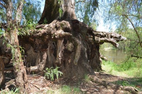 trees roots bark