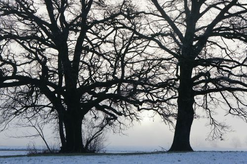 trees morning sunrise