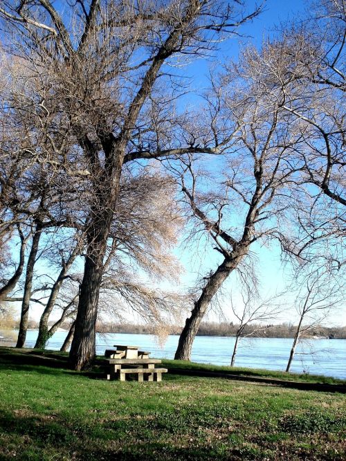 trees river rhône