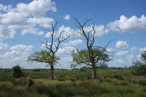 trees marshes blue sky