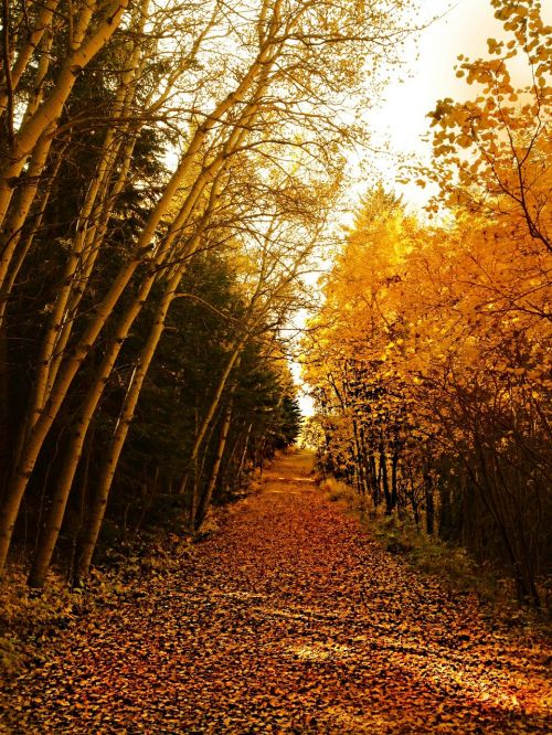 trees forest autumn