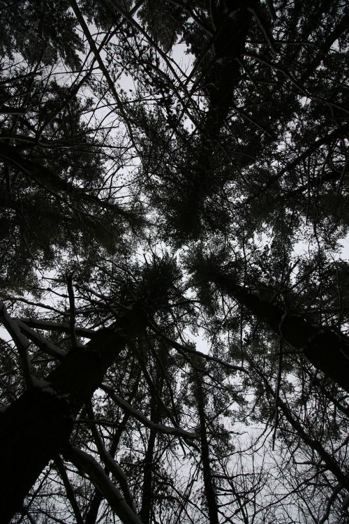 trees dark tall looking up