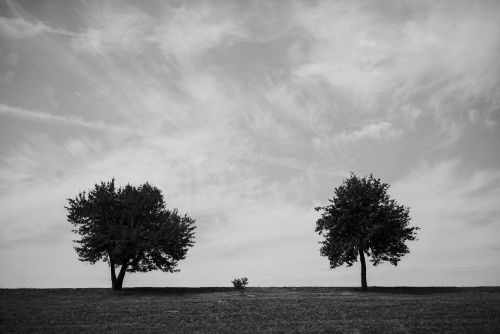 trees monochrome minimal