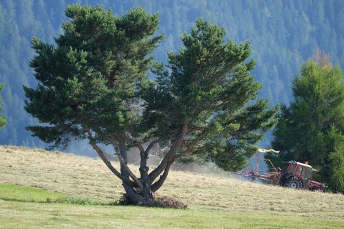 trees mountain tranquility