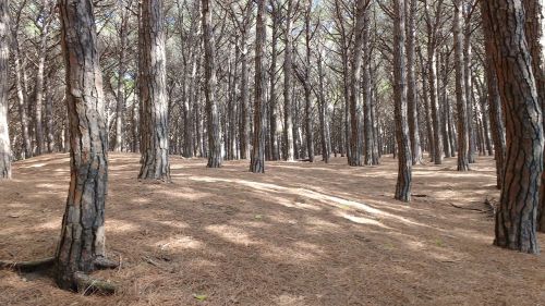 trees forest cecina