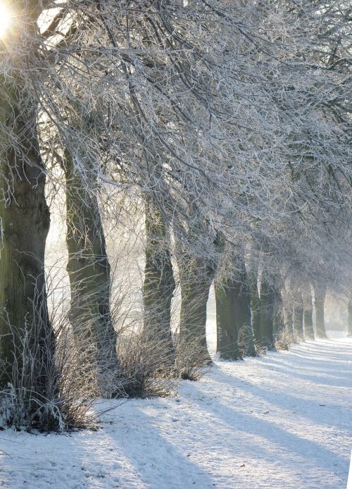 trees winter snow