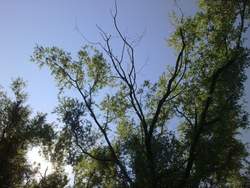 trees sky landscape