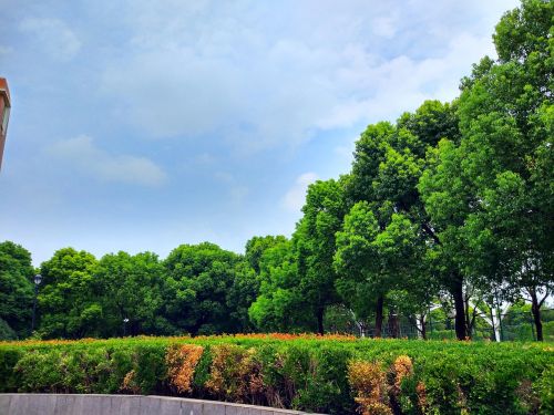 trees sky tree