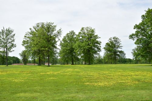 trees grass field