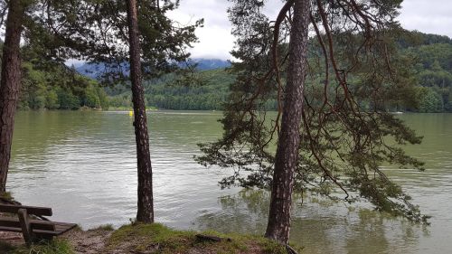 trees bank lake