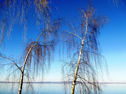 trees birch lake lake constance