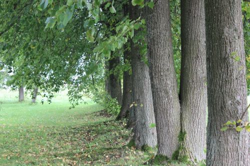 trees leaves natural