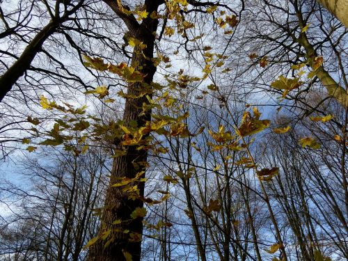 trees autumn sun