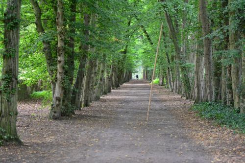 trees walking path forest