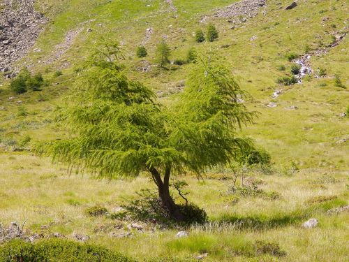 trees nature landscape