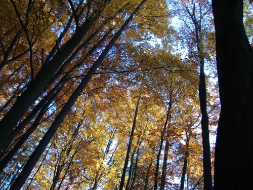 trees autumn nature