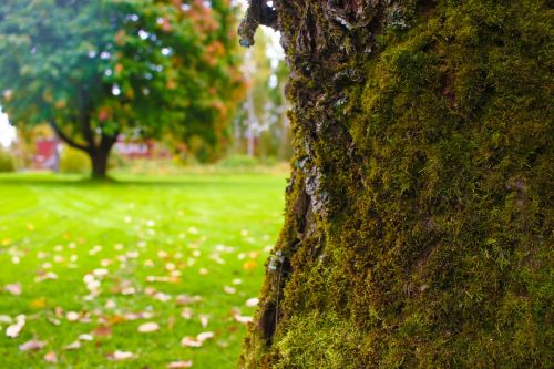 trees landscape autumn