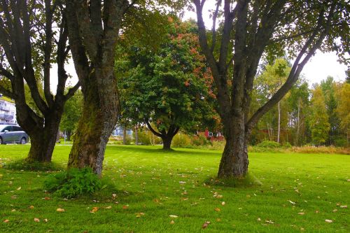 trees landscape autumn