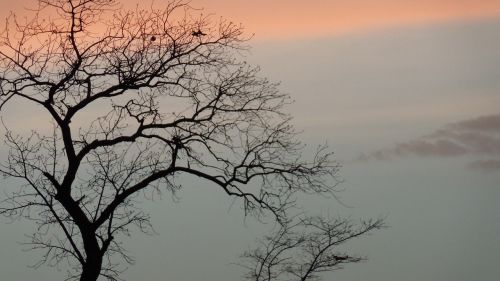 trees evening sky