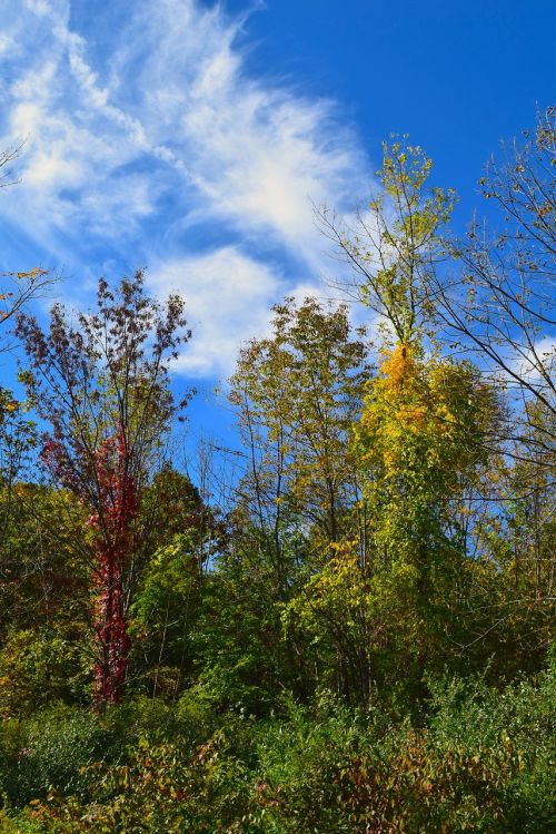 trees sky fall