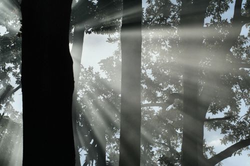 trees smoke silhouette