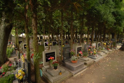 trees cemetery the tombstones