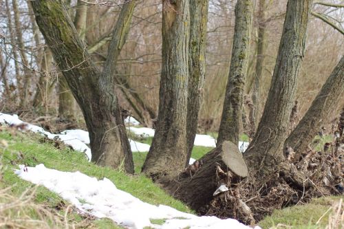 trees trunks winter