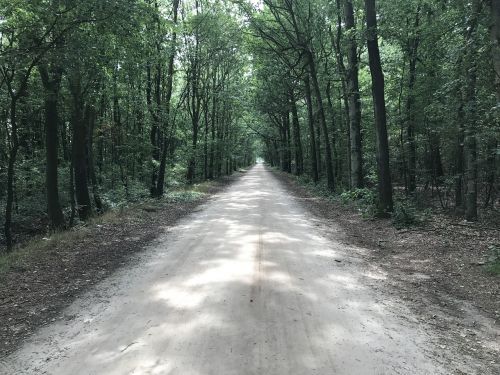 trees avenue path