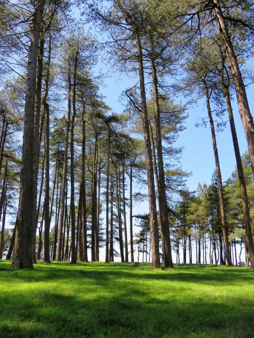 trees tall sky