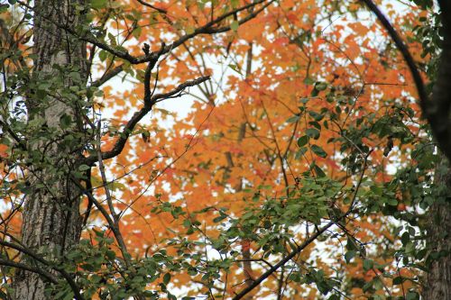 trees orange fall