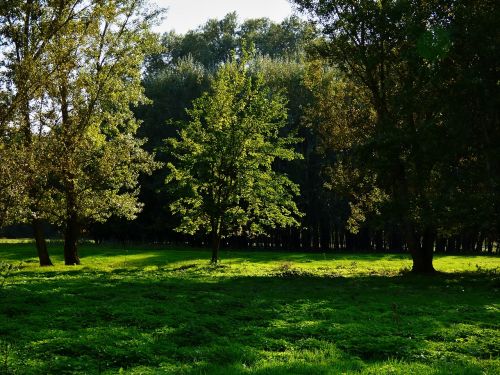 trees grass meadow